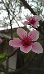 桃花近拍