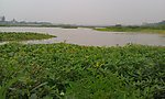 鸭子河湿地生态