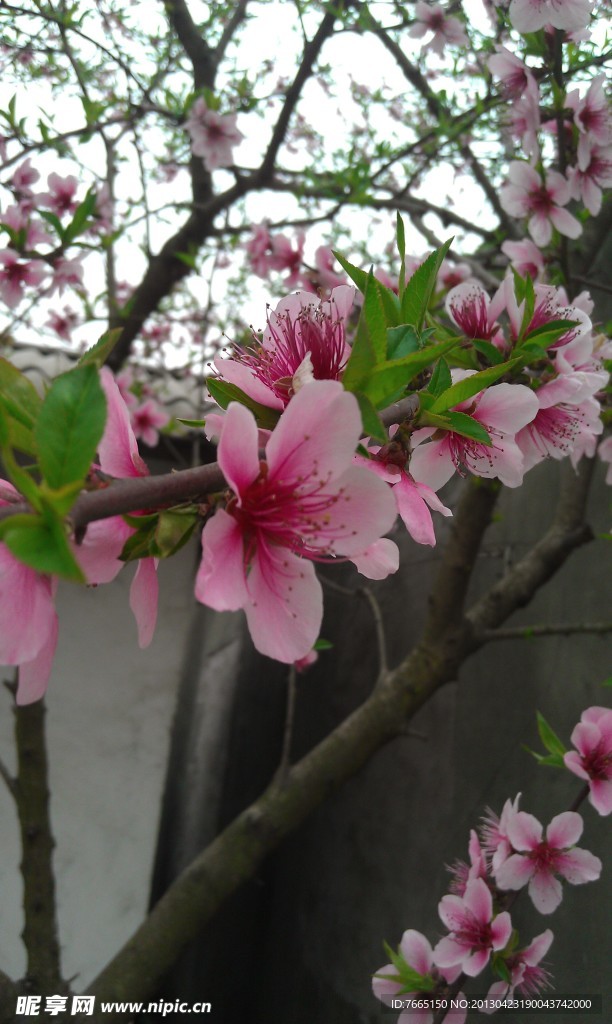 桃花
