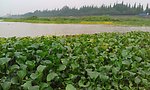 湿地中的水葫芦