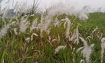 芦苇荡