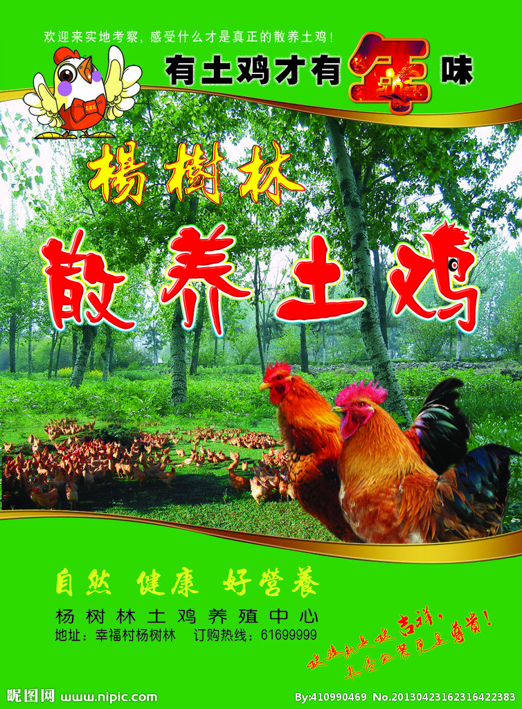杨树林散养土鸡