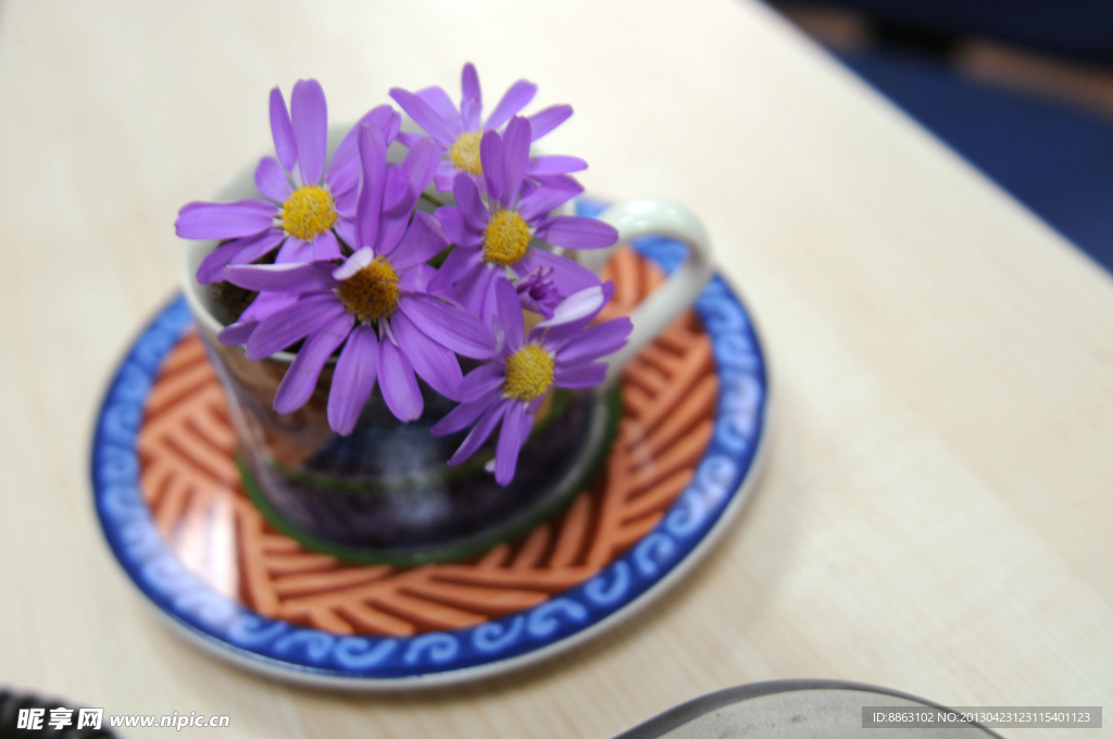 鲜花 菊花 紫色