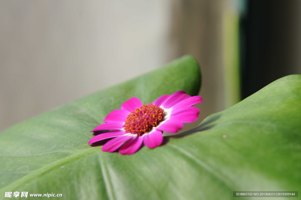 菊花 叶子