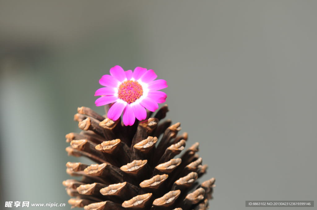 松球 菊花