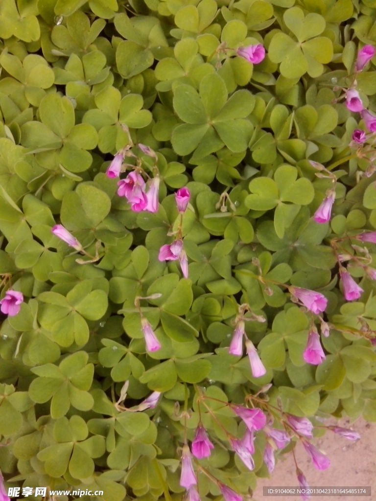 四爷草紫花