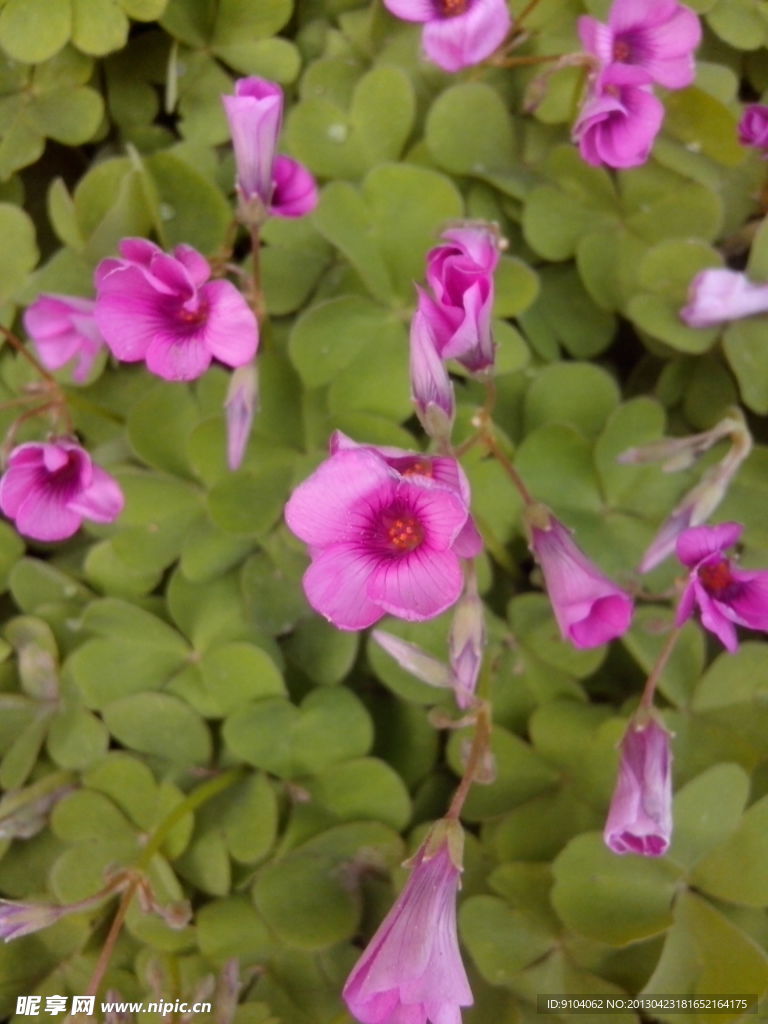 四叶草花