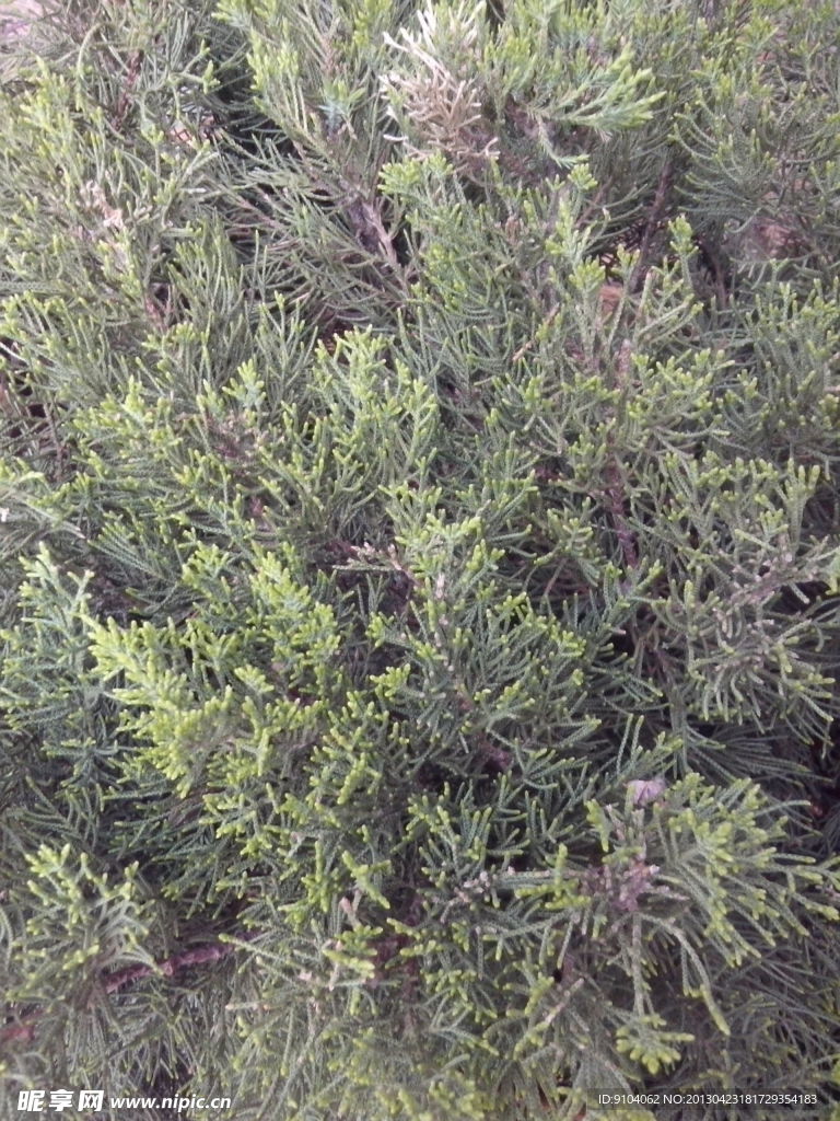 绿色的植物