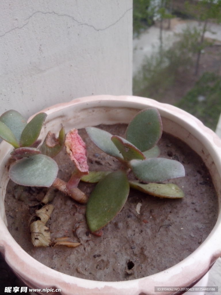 燕子掌植物