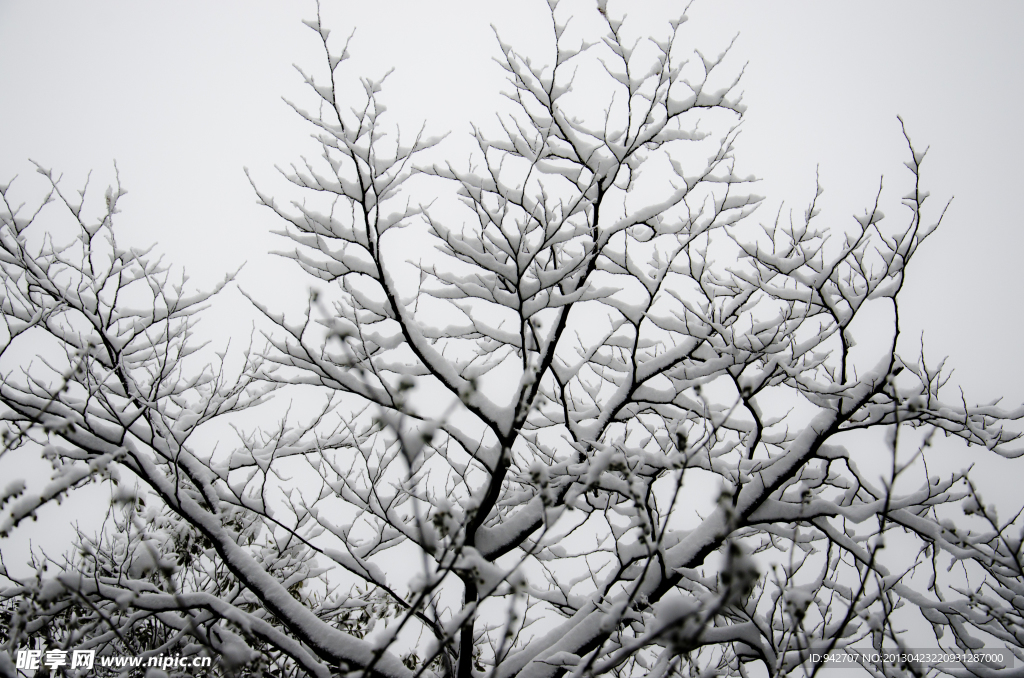 雪树