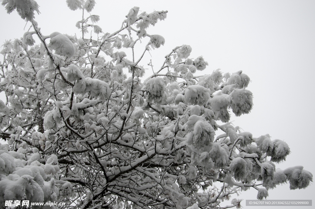 雪松