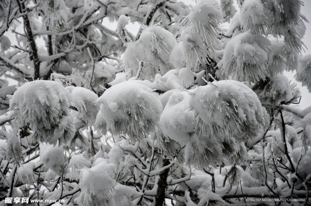 雪松