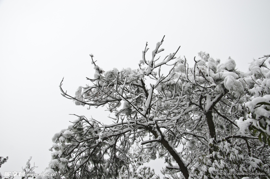 雪松