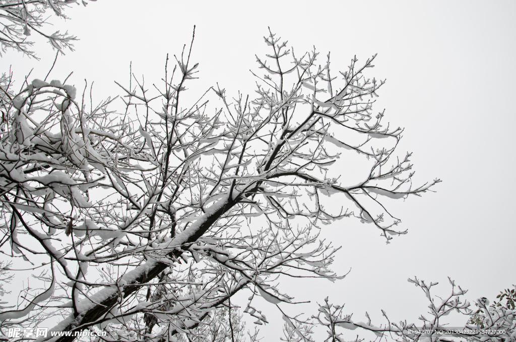 雪树