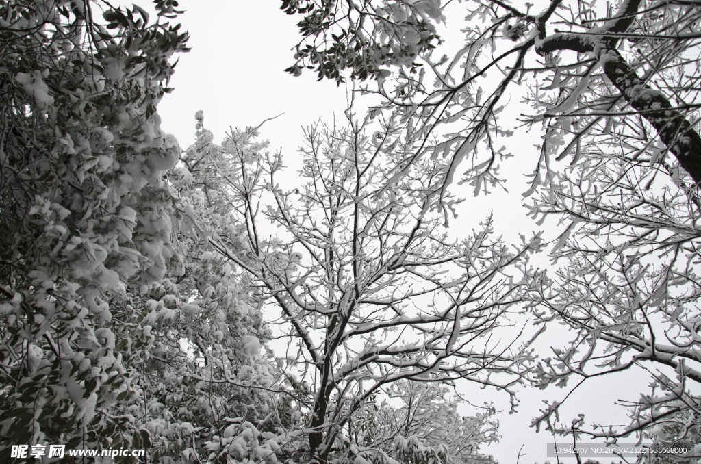 雪树