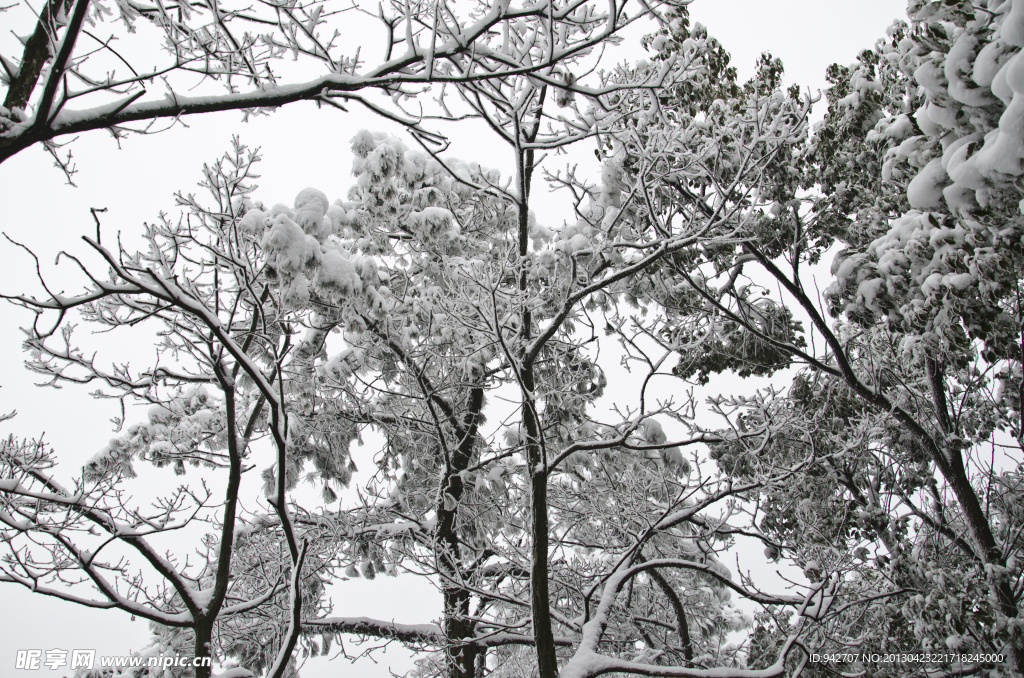 雪松