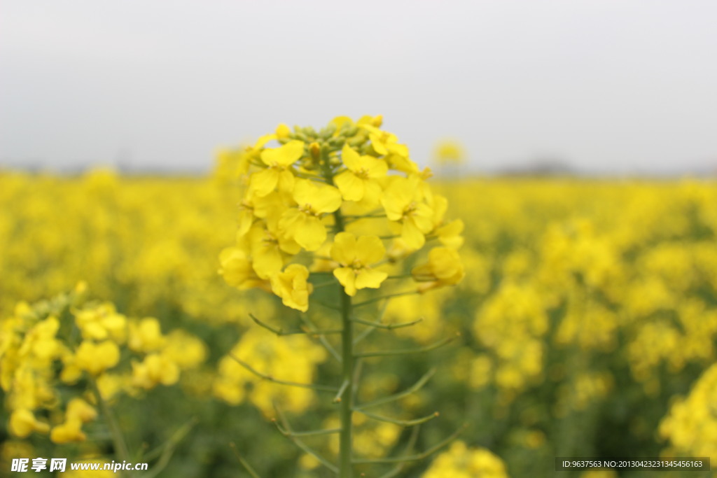 油菜花