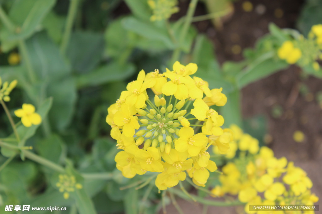 黄色 油菜花