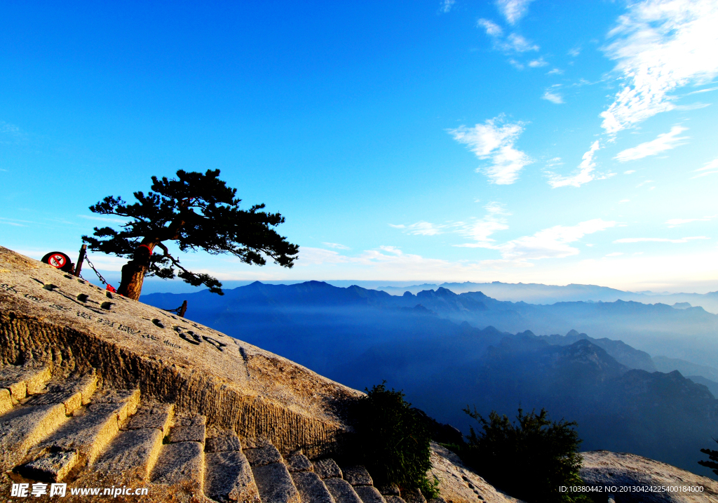 华山松