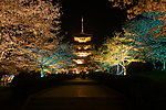 樱花园内日式塔