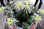 一盆菊花