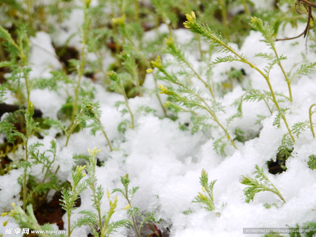 雪中小花