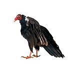 秃鹫