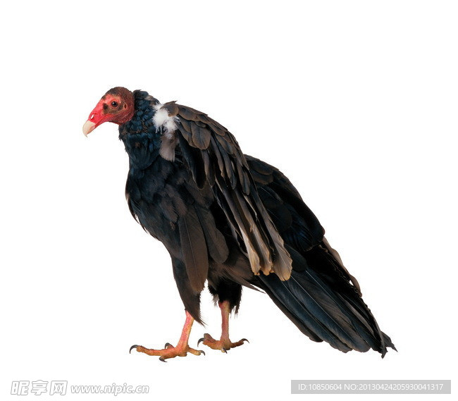秃鹫