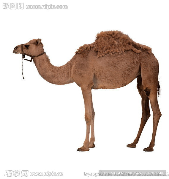 骆驼 单峰骆驼