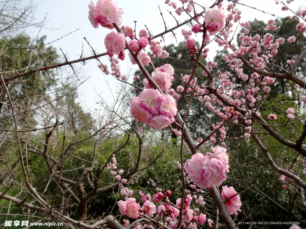 樱花