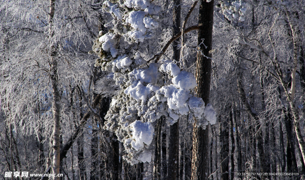 雪绒花