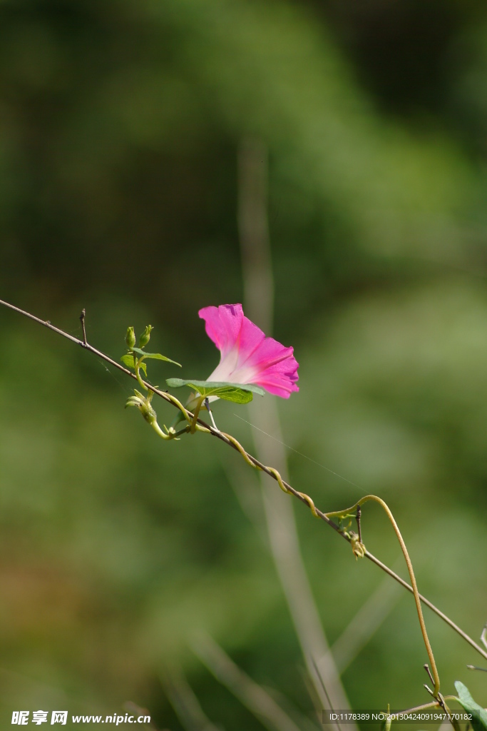 牵牛花