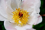 芍药花