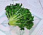 苦菊蔬菜