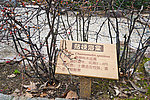 贴梗海棠