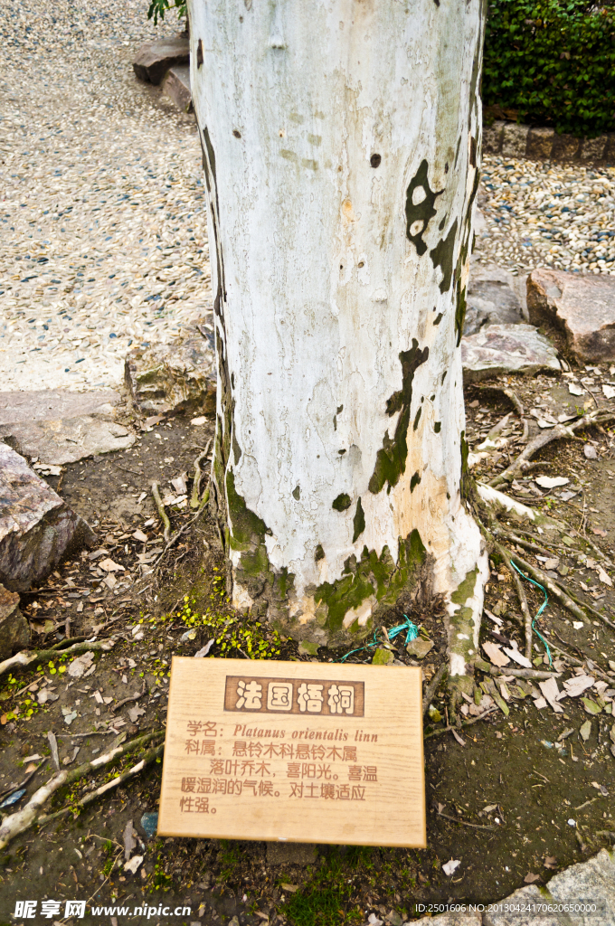 法国梧桐