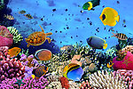 水族馆 海底世界