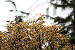 逆光樱花树丛