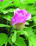 牡丹花蕾