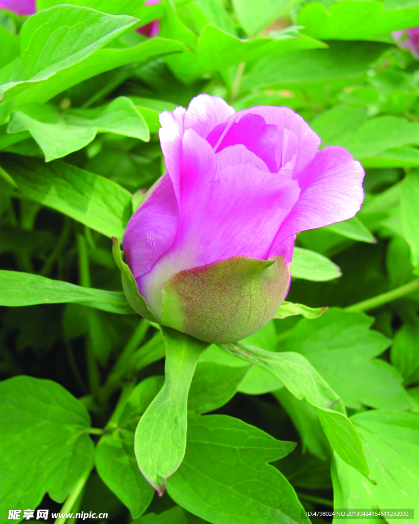 牡丹花蕾