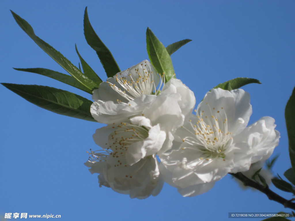 山桃花