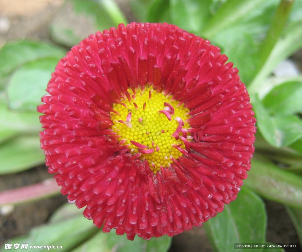 雏菊花