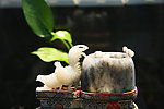 汉白玉