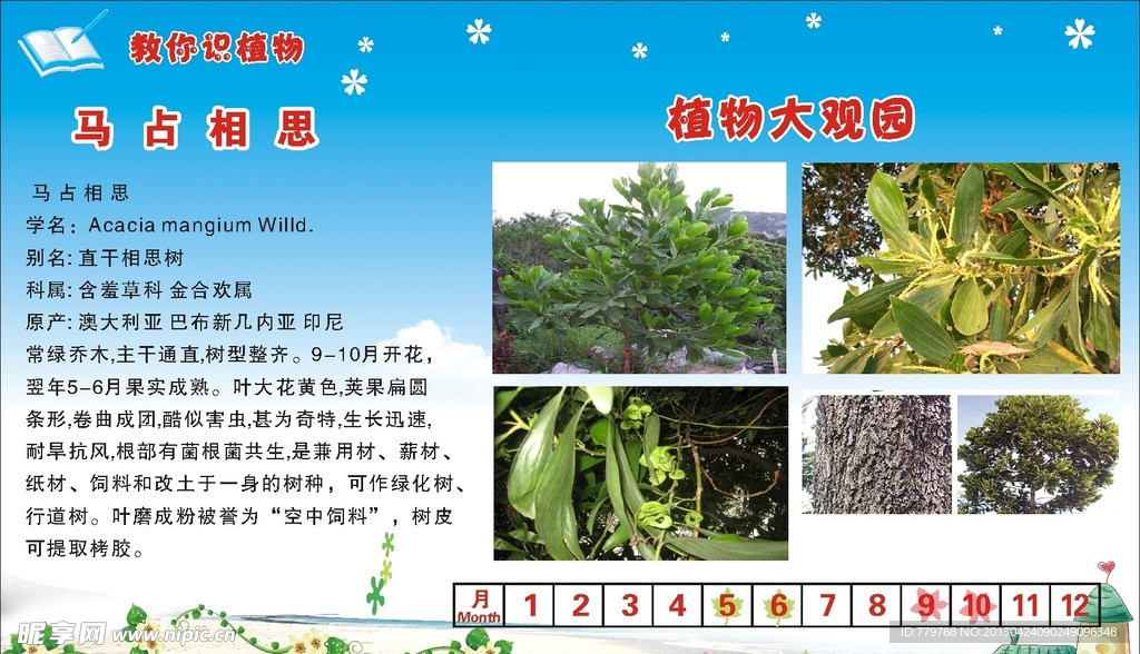 马占相思