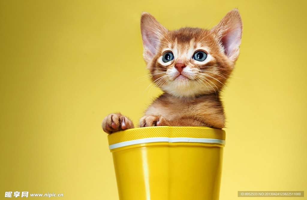 宠物猫