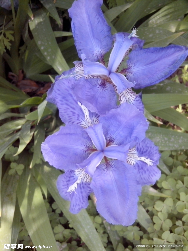 鸢尾花