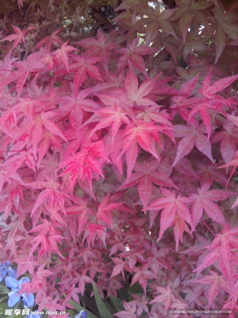 红色的枫叶