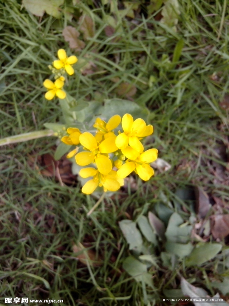 野油菜花