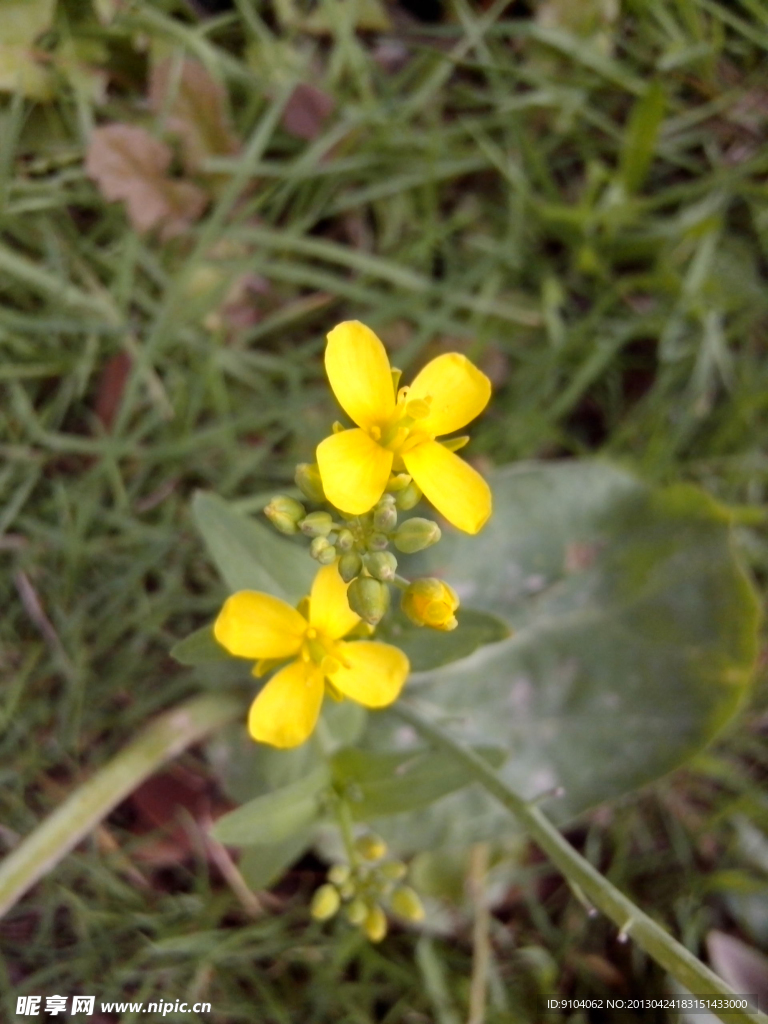 野油菜花