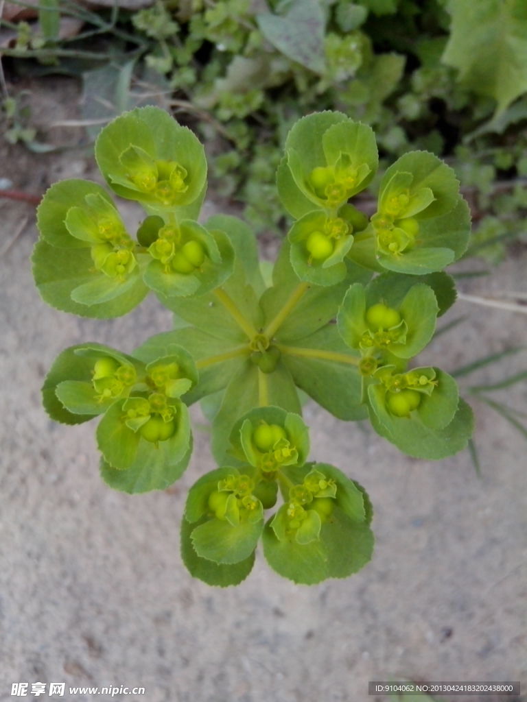绿色 野草